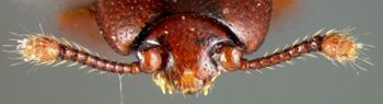 Media type: image;   Entomology 32240 Aspect: head frontal view